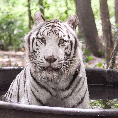 Dr Hunters Blog 7520 Carolina Tiger Rescue