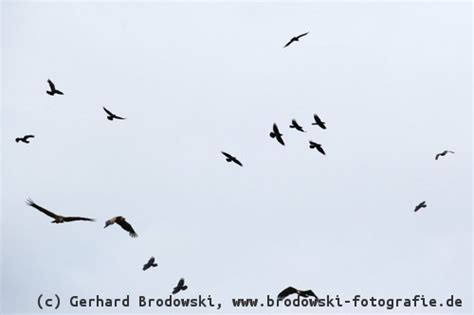 Wann ist die brutzeit der rabenkrähe? Kolkrabe - Steckbrief, Größe, Brutzeit, Aufzucht ...