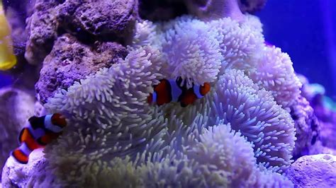 Sea Anemones And Percula Clownfish Youtube