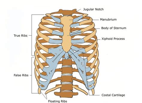 Starting at the top, the first set of ribs attach to the first thoracic vertebra (t1), and the remaining ribs make attachments down to t11. anterior view of a human thoracic cage. | Human Physiology ...