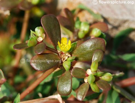 Purslane, scientific name portulaca oleracea, is an annual, edible succulent plant. Purslane | Portulaca oleracea