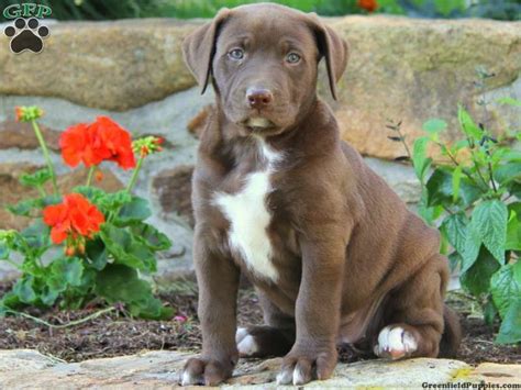 $1,800 (inl > rosamond) pic hide this posting restore restore this posting. american bulldog lab mix | Labrador Mix Puppies For Sale In PA! | Dogs | Pinterest | Labrador ...