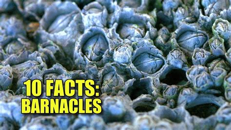 Obscure Facts Barnacles 🐚 10 Facts Youve Never Heard Youtube