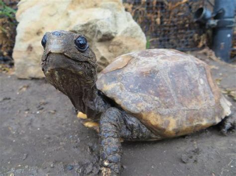 American Tortoise Rescue Celebrates World Turtle Day 2016