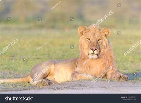 Male Lion Panthera Leo Lying Down Stock Photo 1533472967 Shutterstock