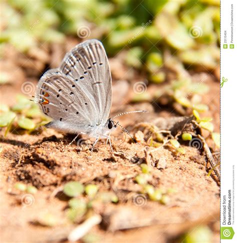 Tiny Little Eastern Tailed Blue Butterfly Stock Photo Image Of Tiny