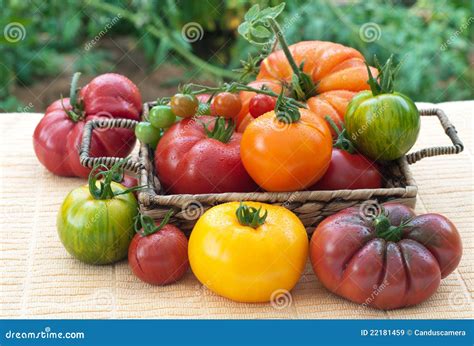 Varitey Of Freshly Picked Home Grown Tomatoes Stock Image Image Of