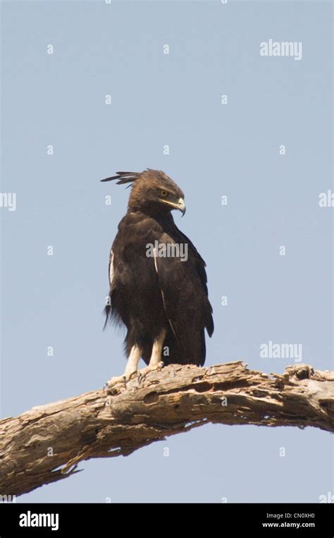 African Crowned Eagle On Limb Stock Photo Alamy
