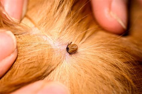 Whats With That Tick Scab On Dog Tick Removal 101