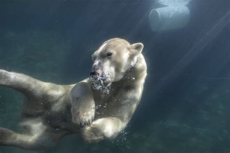 Photo Animal Polar Bears Underwater World Bear Water Swim 2560x1707