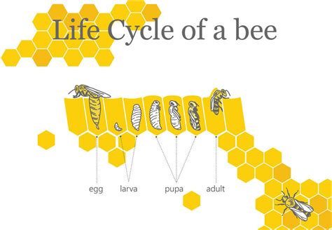 Life Cycle Of A Honey Bee Bees With Stories