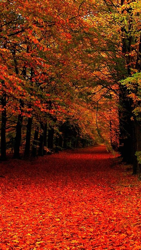 Download Free 100 Autumn Hd Mobile Wallpapers