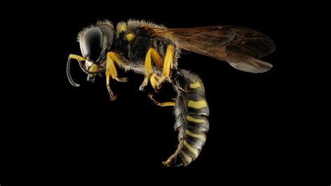 Wasps Flies And Other Flying Insects Reliant Pest Management