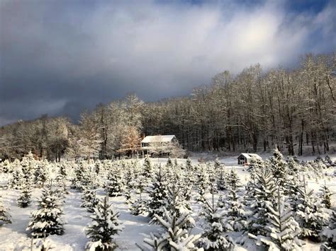 They have everything from a shoe repair shop, to a grocery store. Best Christmas Tree Farm In Connecticut: Maple Hollow Tree ...