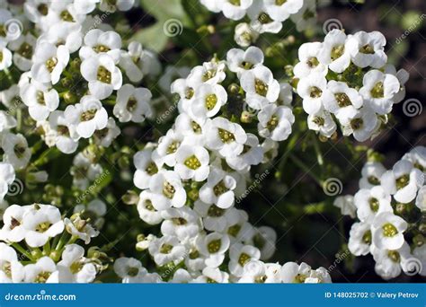 Small White Fragrant Flowers With Latin Name Alyssum Stock Photo