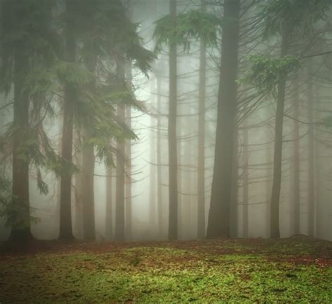 Free Images Tree Nature Forest Branch Mist Sunlight Morning