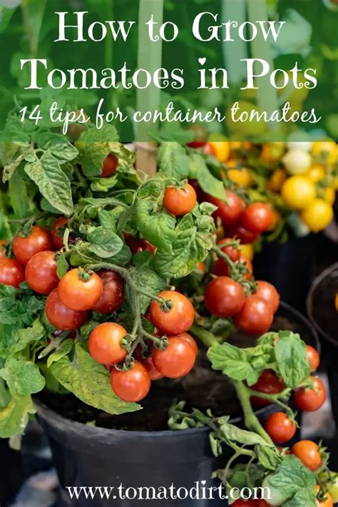 Tomato Dirt 255 How To Grow Tomatoes In Pots 14 Tips For Success