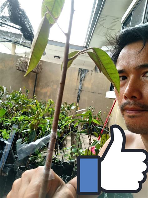 Pokok durian dalam pasu blog muhasabahtrading dot com di 2020 tanaman benih menanam. Teknik Buat Cantuman Mata Tunas Durian Agar Berbuah Cepat ...