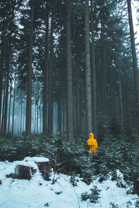 Alone In The Forest Pictures Download Free Images On Unsplash