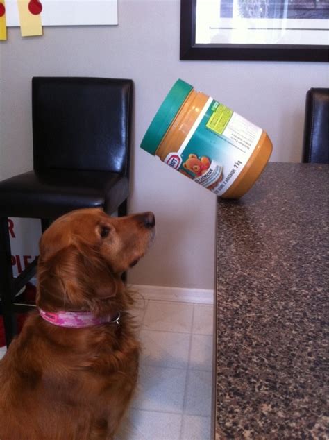 Dog And Peanut Butter Jar