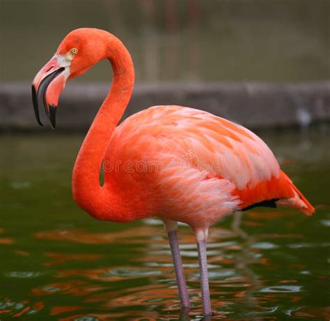 Pink Flamingo Bird Portrait Stock Photo Image 4781844