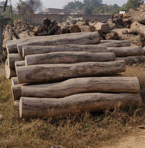 Round Teak Wood Logs Thickness 40mm Brown At Rs 1350cubic Feet In Gandhidham Id 2850654172673