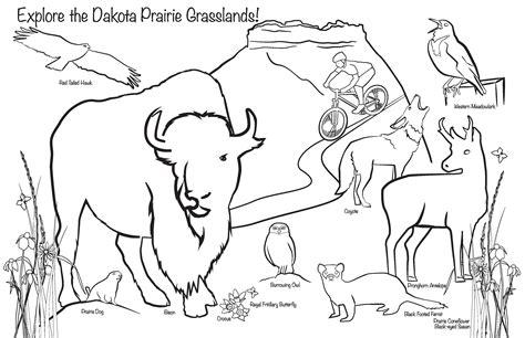 Coloring Pages Grassland Animals Antelope Drawing Animal Colouring