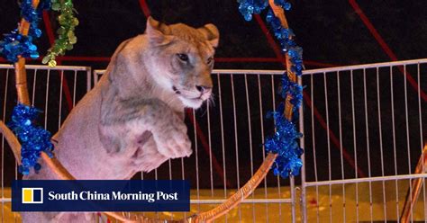 Chinese Circus Defends Using Rare Animals In Its Acts Despite Poor