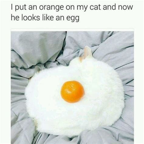 Funny Egg Cat Meme By Memeism Memedroid
