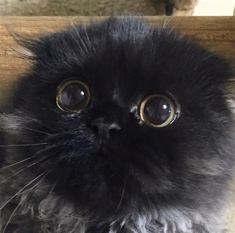Gimo The Cat Has The Biggest And Most Adorable Eyes Youve Ever Seen