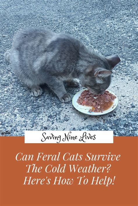 Learn How To Help Feral Cats In Need Feral Cats Cat Facts Cats