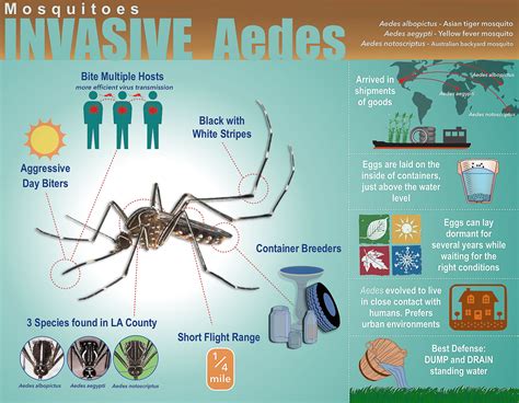 Invasive Mosquito Alert Sierra Madre