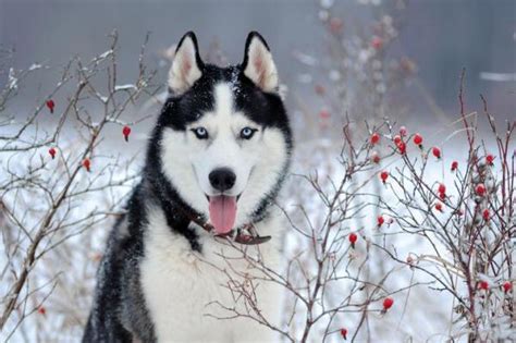 30 Snow Dog Breeds List Of Cold Weather Dogs With Photos