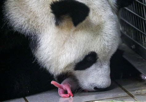 Pandas Baby Berlin Zoo Releases New Photos Of Baby Panda Twins People Com