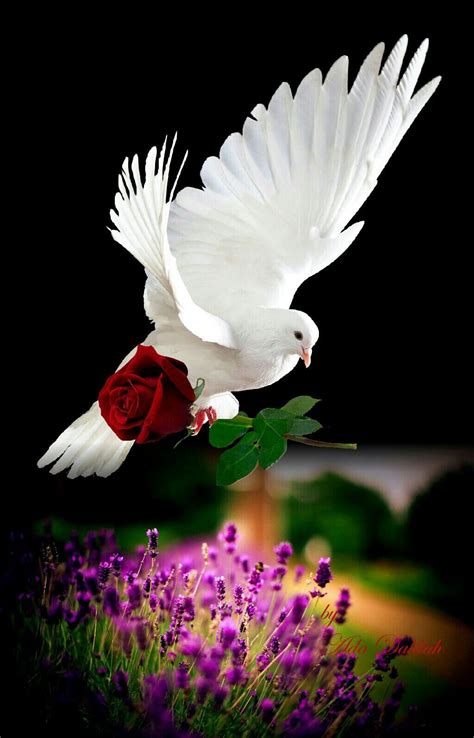 Dove Images Dove Pictures Beautiful Pictures Beautiful Nature