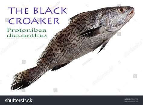 Black Croaker Protonibea Diacanthus Lacepade 1802 Stock Photo 74547958