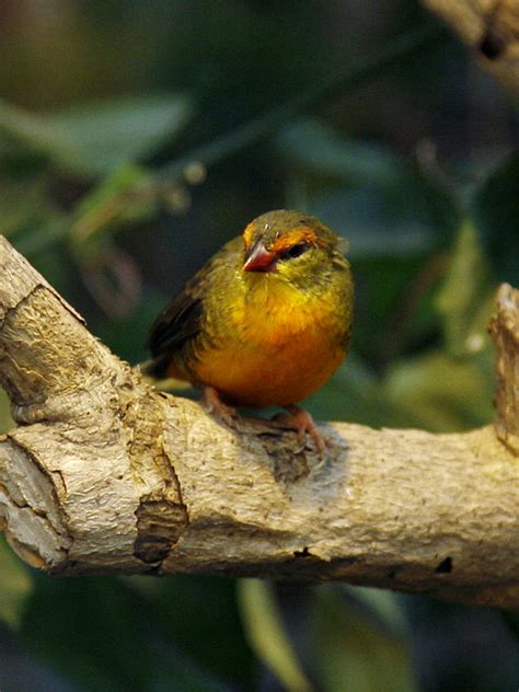Its dark black plumage, its orange beak, its melodious song in the morning make blackbird a very its plumage is light brown with a reddish tinge on its face, throat and chest and is speckled or. Living Jungle | Orange Breasted Finch