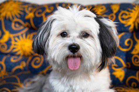 Are Havanese Good With Kids What Parents Need To Know