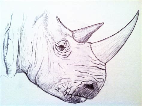 Rhino Head Pen Sketch By Danahopkins On Deviantart