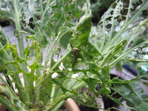 Place your brussel sprouts in a single layer and make sure there is some room between them. What is Eating my Brussels Sprouts!! - BellaOnline Forums