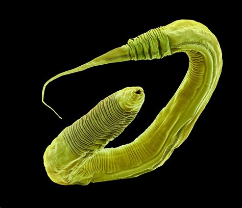 Nematode Groups Lost Ancient Transposon Silencing Pathway Independently