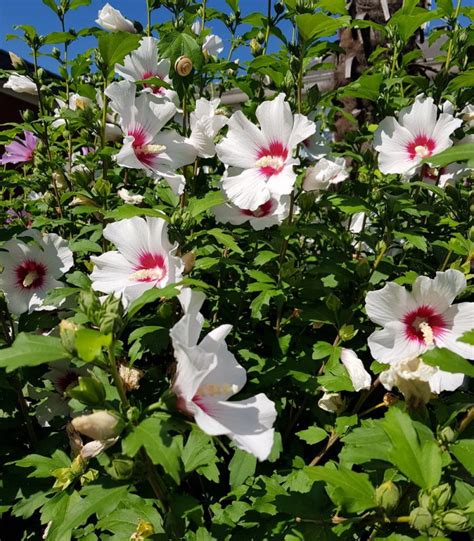 Hibiscus Syriacus Red Heart Althea Red Heart
