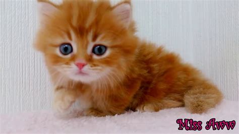 Fluffy Orange Kitten With Blue Eyes Too Cute Youtube