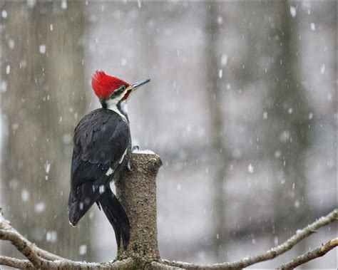 Male Pileated Woodpecker Photograph By Photography By Glenda Borchelt