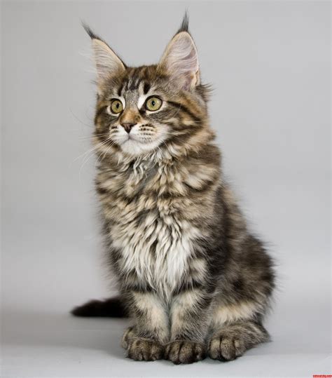 A Favorite Among Cat Lovers - The Maine Coon | Cute cats ...