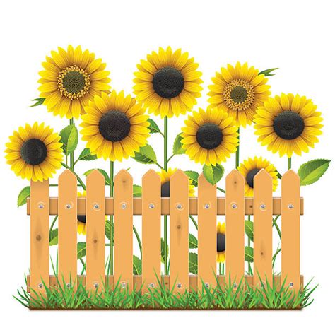 Garden fence clipart free download! Vector Wooden Fence With Sunflowers Illustrations, Royalty ...