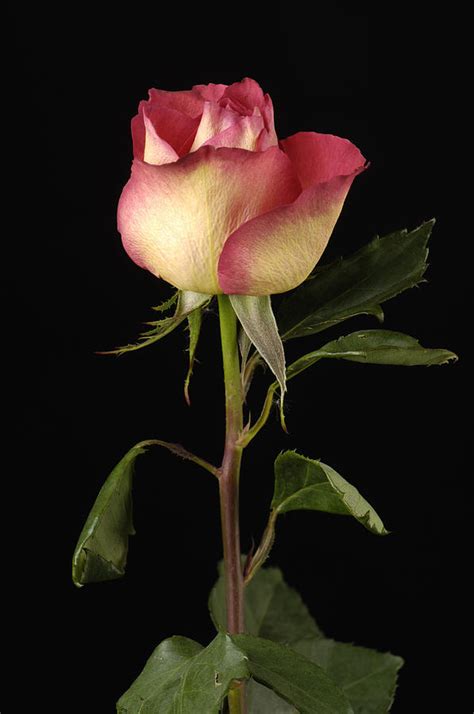 A Pink Tipped Rose Rosaceae Photograph By Joel Sartore