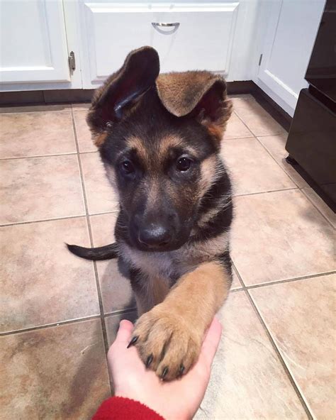 I have some solid black , black and tan, and some black and red. 35 German Shepherd Puppies That Really Cute | FallinPets