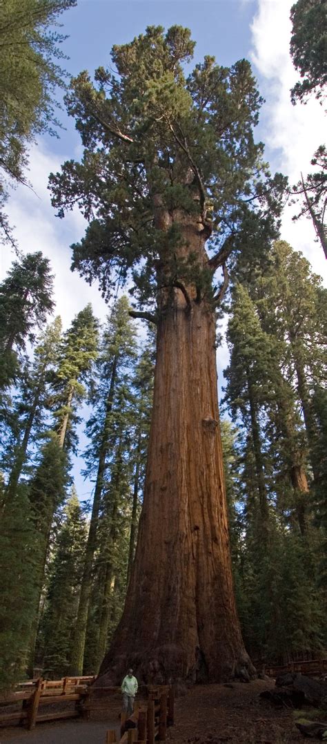 List of largest giant sequoias - Wikipedia