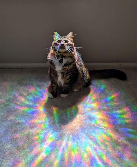 Magic Cat Will Give You Three Wishes Cats